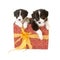 Twin puppies as a gift