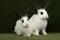 Twin rabbits