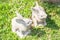 Twin rabbits of plaster decorated in green grass