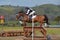 Twin Rivers Ranch Cross Country Eventing Jumping Horse