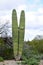Twin Saguaro Cactus Sonora desert Arizona