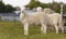 Twin sheep lamb on a green pasture