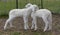 Twin sheep lambs hugging