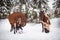 Twin sisters and horse in the winter forest