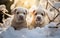 Twin Snowy White Bulldogs, Radiating Canine Companionship, Generative Ai
