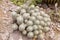 Twin spined cactus or Mammillaria Geminispina plant in Saint Gallen in Switzerland