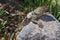 Twin-spotted Spiny Lizard (Sceloporus bimaculosus)