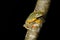 Twin-spotted Treefrog (Rhacophorus bipunctatus)
