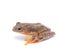 Twin-spotted Treefrog Rhacophorus bipunctatus on a white back