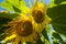 Twin sunflowers