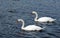 Twin Swans swimming in blue water