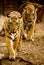 Twin Tiger in zoo nehru zoological park