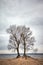 Twin tree on a beach, color toning applied