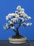 A twin trunk blackthorn bonsai in full spring flower