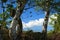 Twin trunks of silver birch flanking the deepest of blue skies.