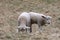 Twin White Lambs Grazing in a Pasture