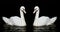 Twin white swan on black background