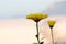 Twin Yellow Flowers against a natural background