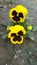 Twin yellow pancy flowers