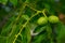 Twin young green walnut fruits close up shot
