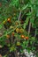 Twine and red tomato cage hold a heavy load abundance of ripe and green tomatoes fruits on plant branch broken after rain storm at