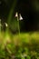 Twinflower, Linnaea borealis borealis in a finnish forest