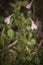 Twinflower or Linnaea borealis in Caledonian Forest in the Highlands of Scotland.