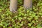 Twinflowers and Bunchberry flowers on taiga floor