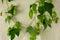 Twining climbing hop plant on light fabric background. Concept of beer brewing process. Green plant leaves, hop cones and catkins