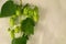 Twining climbing hop plant on light fabric background. Concept of beer brewing process. Green plant leaves, hop cones and catkins