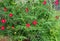 Twining Cypress Vine with pink flower and spindly needle leaves