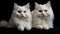 Twinning: Two Adorable White Cats Looking Straight Into The Camera