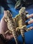 Twins Bearded dragon