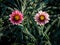 Twins Pink Striped White Treasure flowers Blooming