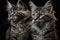 Twins Siblings American Bobtail Cats Black Background. Generative AI