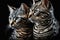 Twins Siblings American Shorthair Cats Black Background. Generative AI