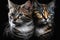 Twins Siblings American Wirehair Cats Black Background. Generative AI