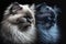 Twins Siblings Birman Cats Black Background. Generative AI