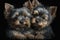 Twins Siblings Yorkshire Terrier Black Background. Generative AI