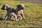 Twins Weimaraner