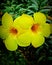 Twins yellow flower Blooming at the morning make some one who looking at thenm going smile and happy