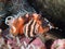 Twinspot lionfish, Dendrochirus biocellatus