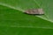 Twirler Moth - Genus Anacampsis