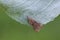 The twirler moth on green leaf in garden