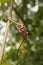 Twisted anchor vine on a plant