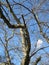 Twisted Bare Cherry Blossom Tree in January in Winter