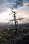 Twisted bare dead tree on mountain