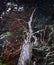 Twisted Bark and Bright Red Limbs in Cypress Tree