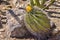 Twisted Barrel Cactus