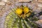Twisted Barrel Cactus With Flowers In Bloom